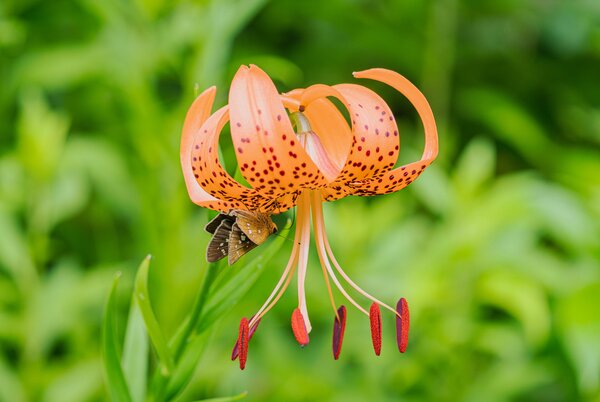 Lys, Lilium, pollinisation, lys tigr&eacute;, hesp&eacute;ride