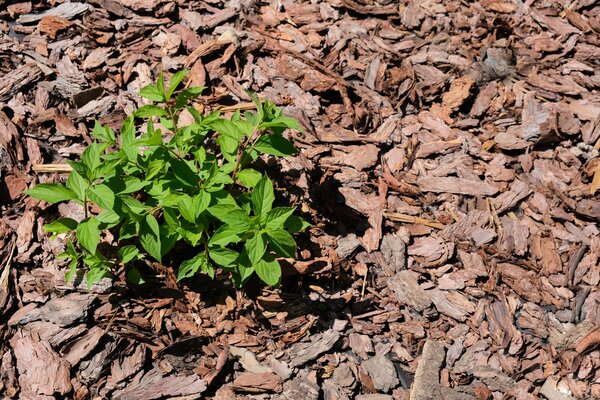 Paillage d'&eacute;corce, Hydrangea, pr&eacute;server l'humidit&eacute; du sol, hortensia, s&eacute;cheresse dans le jardin