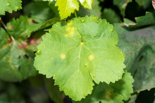 Mildiou de la vigne