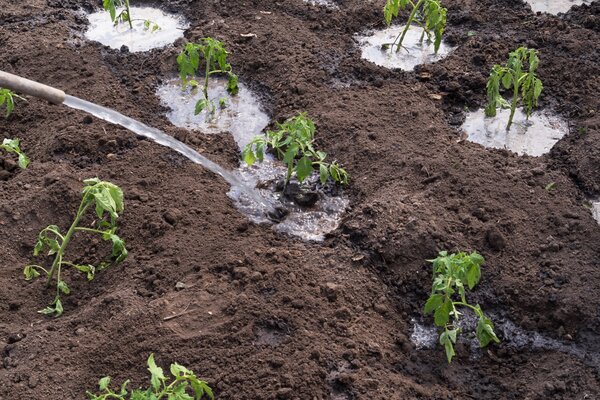 Arroser correctement, pr&eacute;server l'humidit&eacute; du sol, s&eacute;cheresse dans le jardin