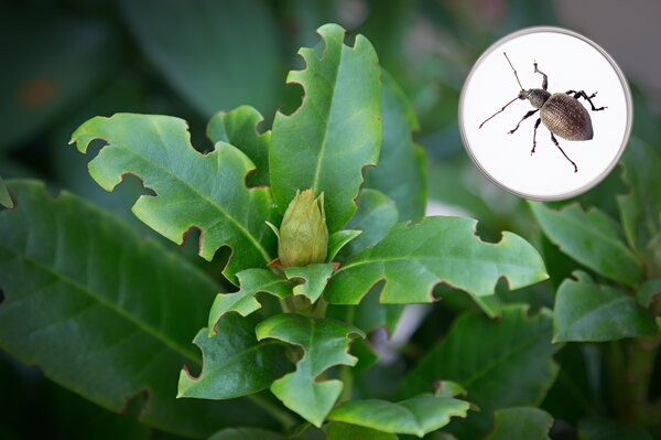 Charan&ccedil;ons, Otiorhynchus sulcatus, rhododendron, d&eacute;g&acirc;ts