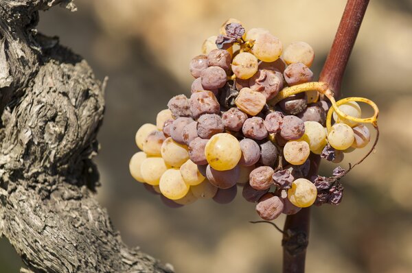 Vigne, vin, Vitis vinifera, pourriture grise, Botrytis cinerea