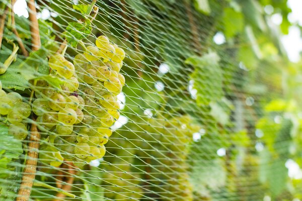 Vigne, vin, Vitis vinifera, filet de protection contre les oiseaux