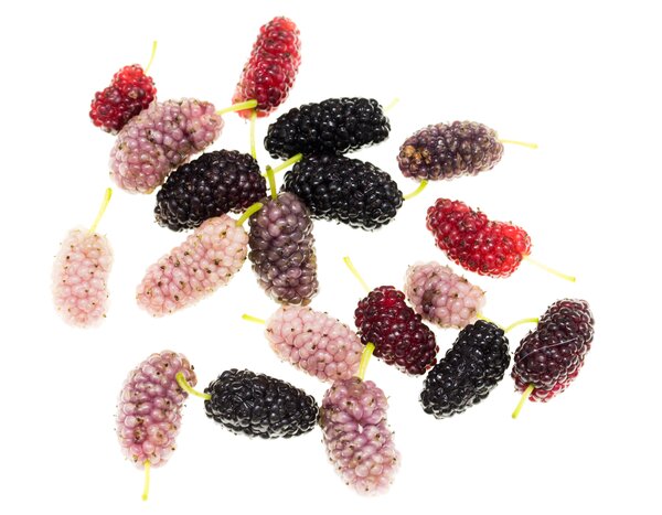 M&ucirc;rier, Morus alba, Morus nigra, Morus rubra