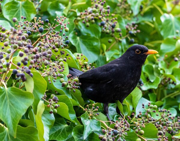 les oiseaux sont des pr&eacute;dateurs des hyponomeutes