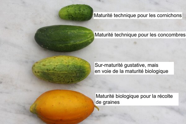 Concombre, stades de maturit&eacute;, Quand un concombre est-il m&ucirc;r?