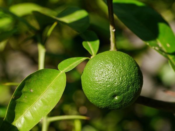 Citronnier rustique