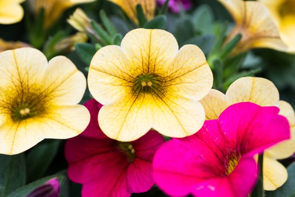 Un arrosage r&eacute;gulier du Calibrachoa est essentiel. 