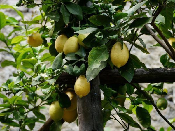 R&eacute;colte des citrons