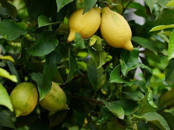 Emplacement du citronnier