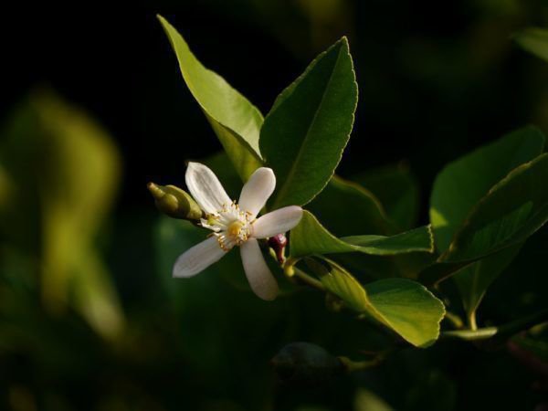 Fertiliser le citronnier